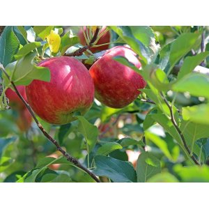 Jabloň domáca (Malus domestica) ´JAMES GRIEVE´- jesenná, výška 120-150 cm, voľnokorenná